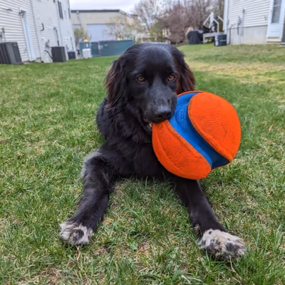 Filippello Dog Park